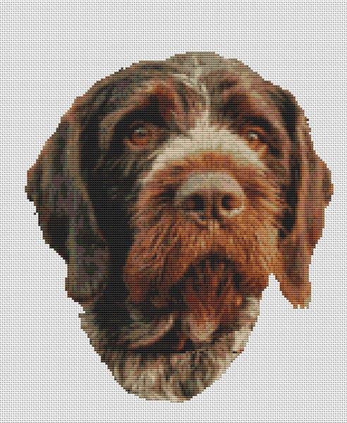 (image for) German Wirehaired Pointer